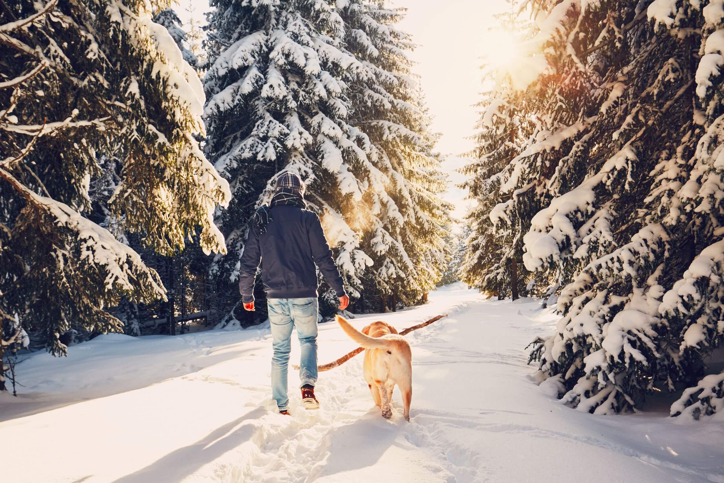 walking the dog in the snow (c) istock-chalabala walking the dog in the snow (c) istock-chalabala