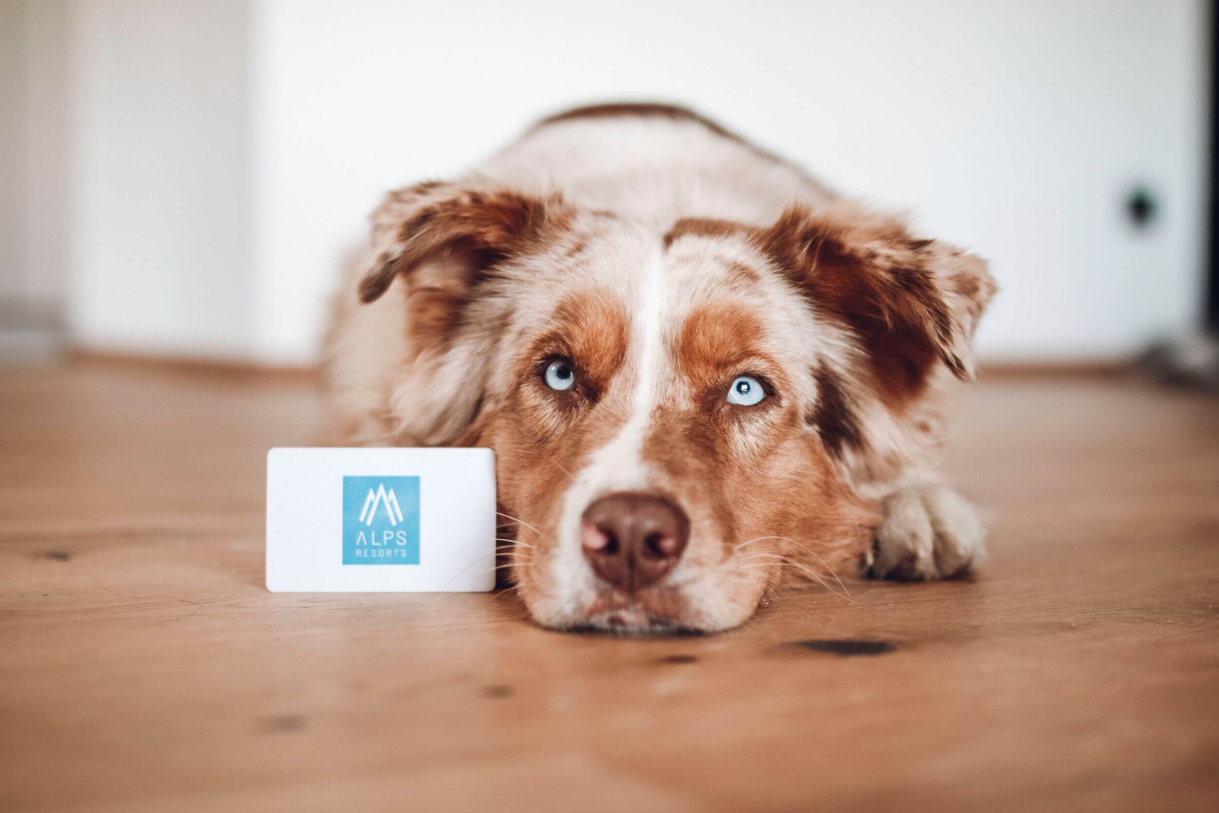 Urlaub mit Hund bei ALPS RESORTS Urlaub mit Hund bei ALPS RESORTS